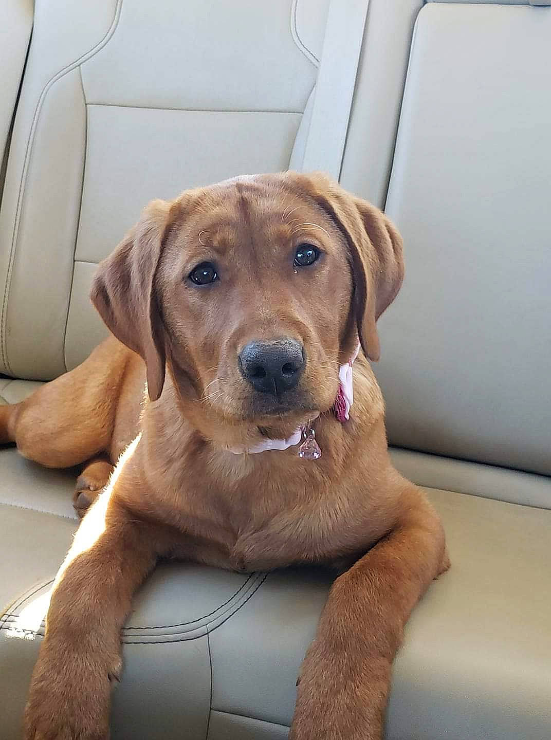 Artemis is registered to the contest to win money with this photo: beagador, black_mouth_cur, broholmer, canidae, carnivore, companion_dog, dog, dog_breed, fawn, labrador_retriever, mammal, puppy, rare_breed_dog, rhodesian_ridgeback, snout, sporting_group, vertebrate