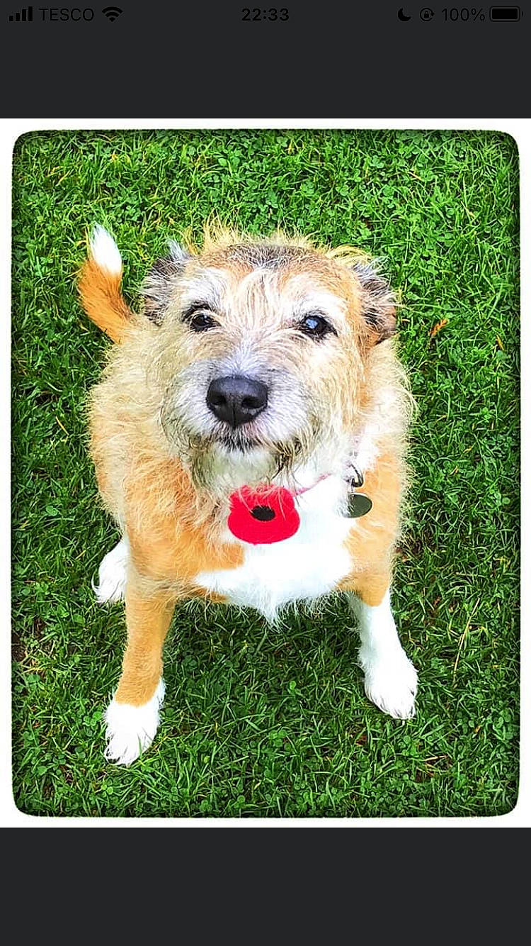 Sheba is registered to the contest to win money with this photo: ancient_dog_breeds, canidae, carnivore, collar, companion_dog, dog, dog_breed, dog_supply, grass, pet_supply, rectangle, small_terrier, snout, sporting_group, terrestrial_animal, terrier, toy_dog, water_dog, working_terrier