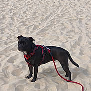 Xena participe au concours pour gagner de l'argent avec cette photo : dog, black_dog, red_harness, leash, beach, sand, outdoor, pet, animal, standing, alert, canine, daylight, nature, footprints, texture, walking_gear, companion, summer, vacation