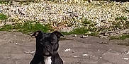 Xena participe au concours pour gagner de l'argent avec cette photo : dog, black_dog, outdoor, pavement, sunlight, sitting, green_bushes, gravel, nature, pet, animal, calm, daytime, shadow, white_patch, canine, relaxed, front_view, pet_outdoor, quiet
