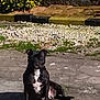 dog, black_dog, outdoor, pavement, sunlight, sitting, green_bushes, gravel, nature, pet, animal, calm, daytime, shadow, white_patch, canine, relaxed, front_view, pet_outdoor, quiet