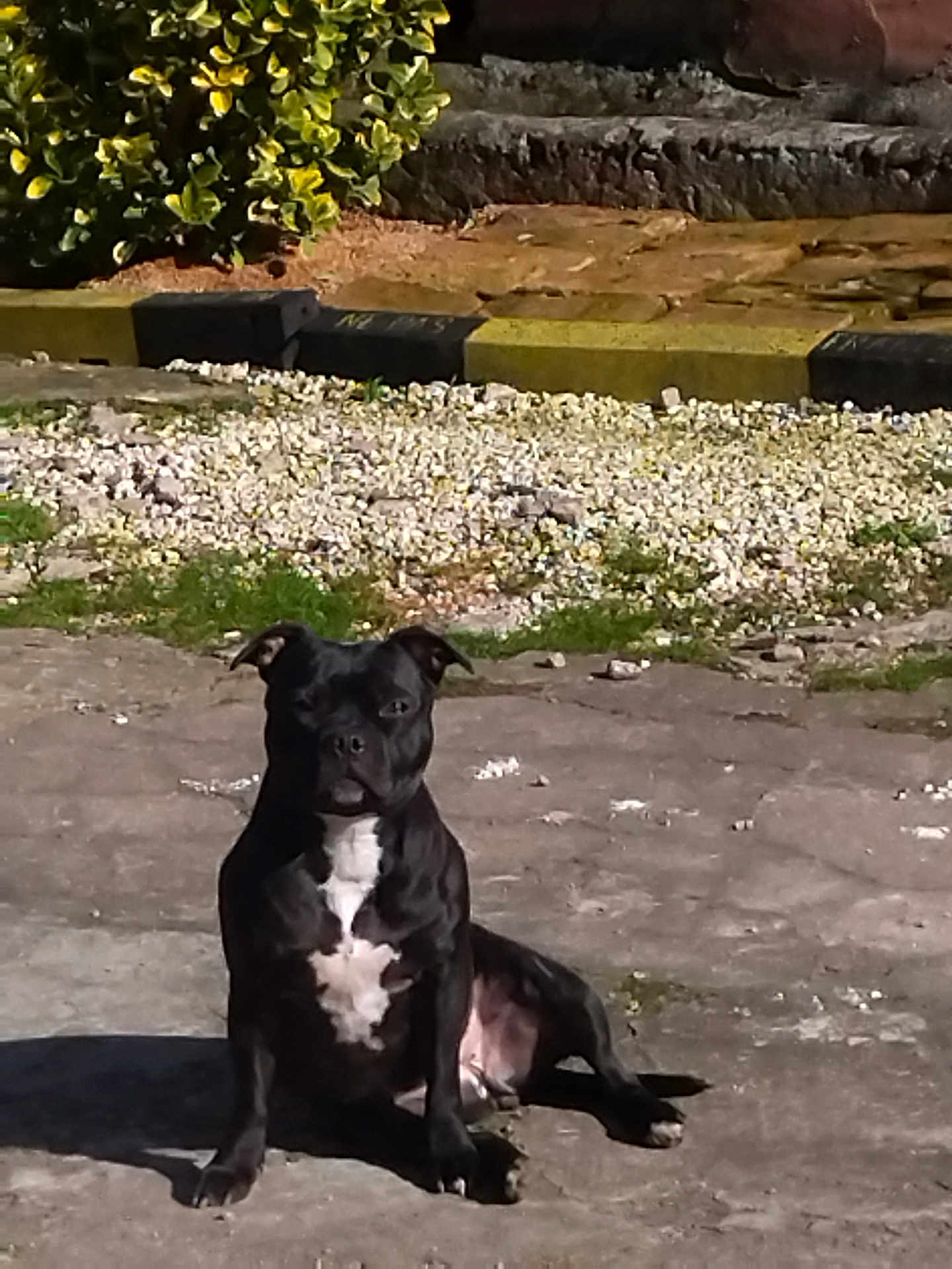 Xena participe au concours pour gagner de l'argent avec cette photo : dog, black_dog, outdoor, pavement, sunlight, sitting, green_bushes, gravel, nature, pet, animal, calm, daytime, shadow, white_patch, canine, relaxed, front_view, pet_outdoor, quiet