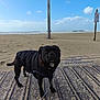 Xena participe au concours pour gagner de l'argent avec cette photo : dog, black_dog, jacket, beach, sand, ocean, sky, clouds, leash, mat, outdoor, pet, animal, coast, shore, walking, daytime, canine, nature, water