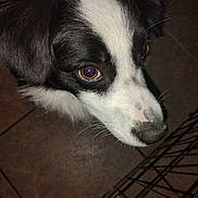 Baily is registered to the contest to win money with this photo: dog, close_up, black_and_white, pet, animal, curious, face, floor, tile, crate, whiskers, ears, snout, indoor, canine, fur, brown_eyes, looking_up, domestic_animal, companion