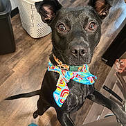 Tucker joined the competition — help win amazing prizes! dog, black_dog, bandana, colorful, indoor, wooden_floor, laundry_basket, pet, curious, ears, eyes, collar, floor, person, shoe, furniture, kitchen, standing, closeup, animal