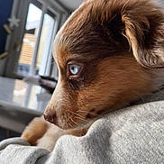 Athéna a rejoint le concours — aidez-le/la à gagner de superbes lots ! background_blur, blue_eyes, close_up, cozy, cute, dog, domestic_animal, fur, grey_fabric, indoor, pet, portrait, profile, puppy, relaxed, snout, soft_light, whiskers, window, young_dog