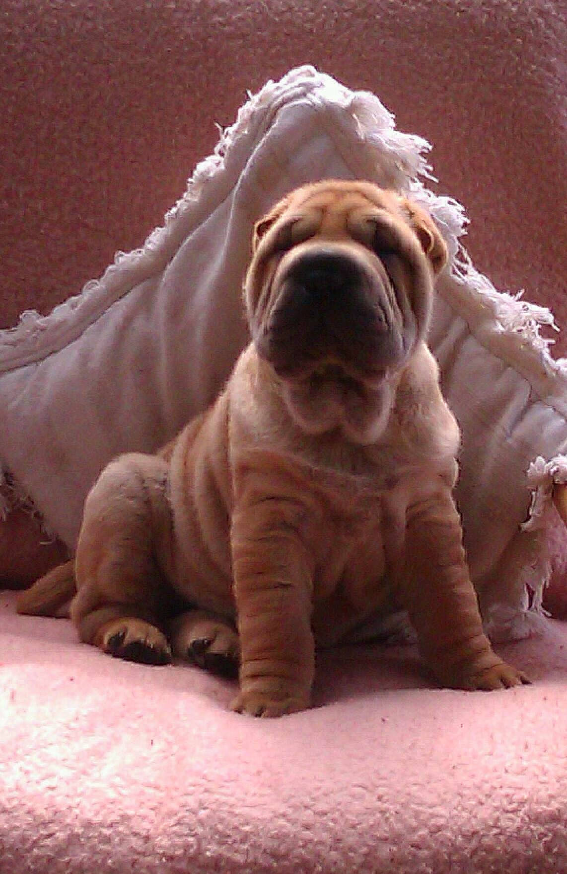 Beau is registered to the contest to win money with this photo: bulldog, carnivore, carving, comfort, companion_dog, dog, dog_breed, fawn, felidae, fur, liver, non_sporting_group, ori_pei, peach, snout, terrestrial_animal, whiskers, wildlife, wood, wrinkle