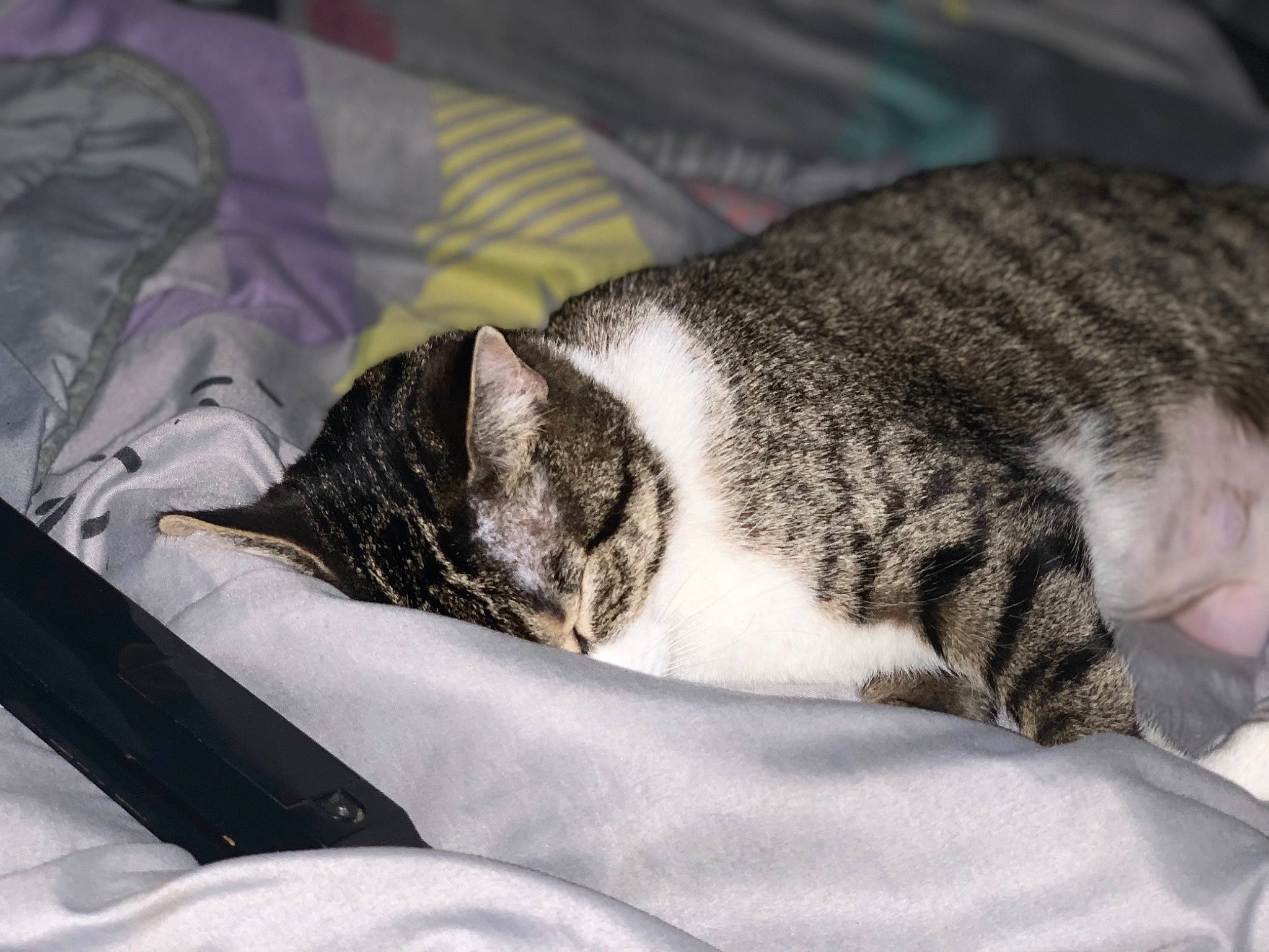 Niska a rejoint le concours — aidez-le/la à gagner de superbes lots ! canidae, carnivore, cat, claw, comfort, domestic_short_haired_cat, felidae, fur, grey, linens, nap, paw, sleep, small_to_medium_sized_cats, snout, tail, terrestrial_animal, whiskers