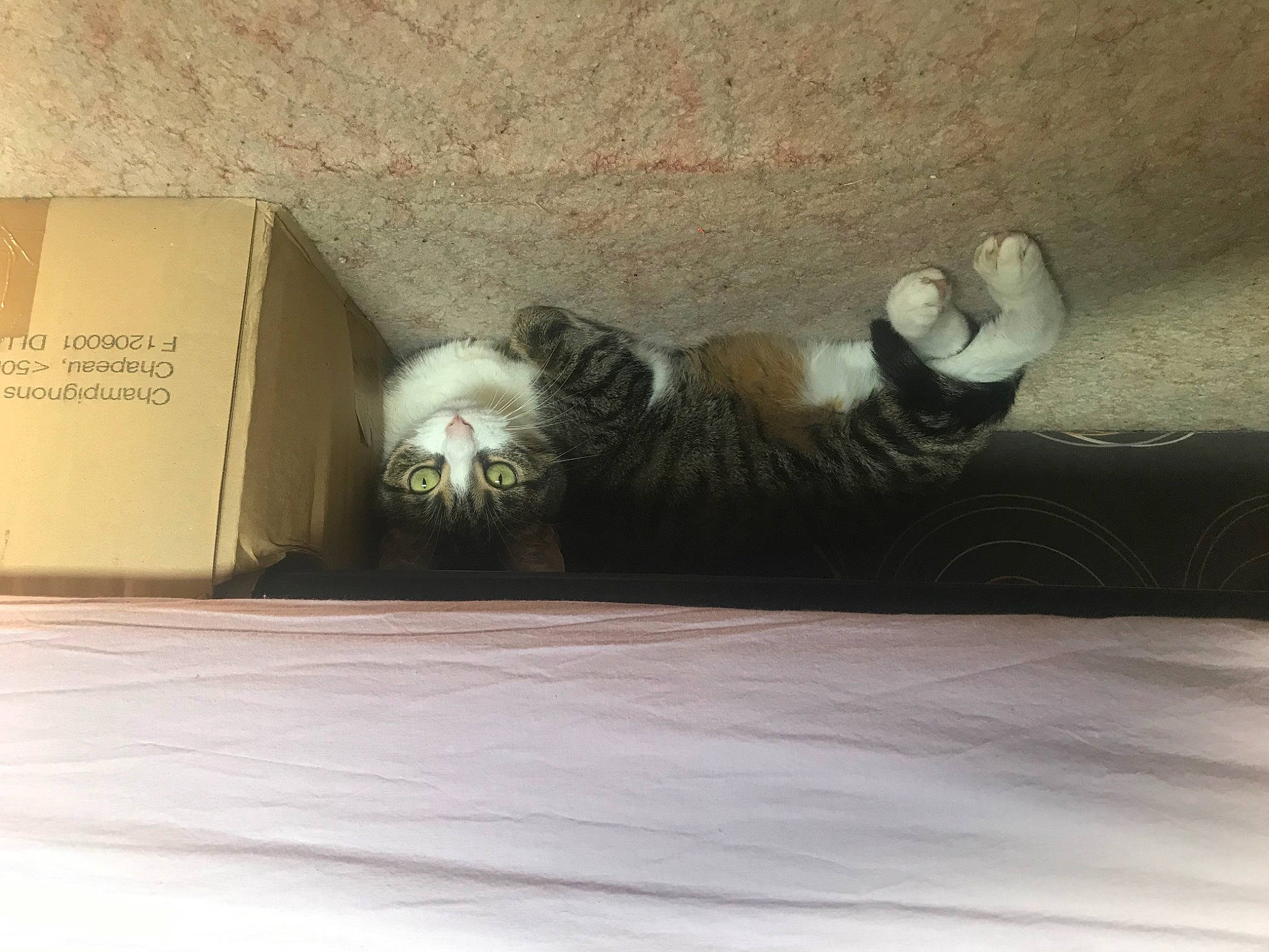 Niska a rejoint le concours — aidez-le/la à gagner de superbes lots ! canidae, carnivore, cat, comfort, companion_dog, domestic_short_haired_cat, fawn, felidae, flooring, fur, grey, hardwood, paw, shipping_box, small_to_medium_sized_cats, snout, tail, tints_and_shades, whiskers, wood