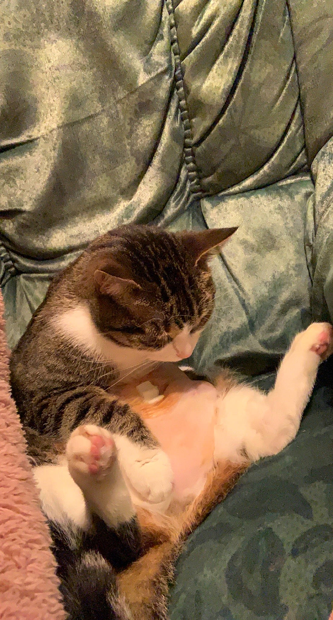 Niska participe au concours pour gagner de l'argent avec cette photo : carnivore, cat, claw, comfort, domestic_short_haired_cat, fawn, felidae, foot, fur, gesture, grass, nail, paw, skin, sleeve, small_to_medium_sized_cats, snout, t_shirt, terrestrial_animal, whiskers