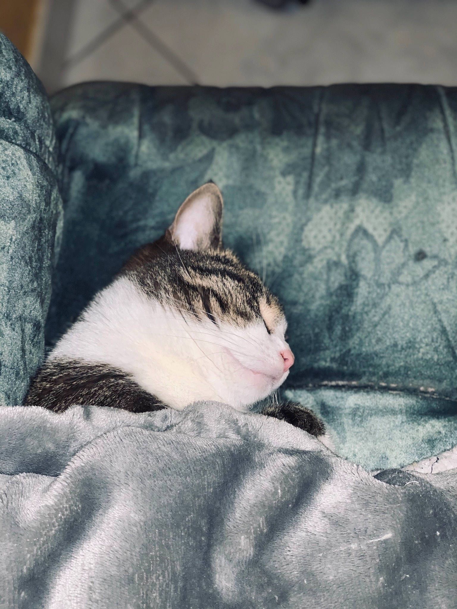 Niska participe au concours pour gagner de l'argent avec cette photo : bedding, carnivore, cat, cloud, comfort, domestic_short_haired_cat, eye, felidae, fur, grey, linens, nap, paw, sky, small_to_medium_sized_cats, snout, tail, tree, whiskers, window