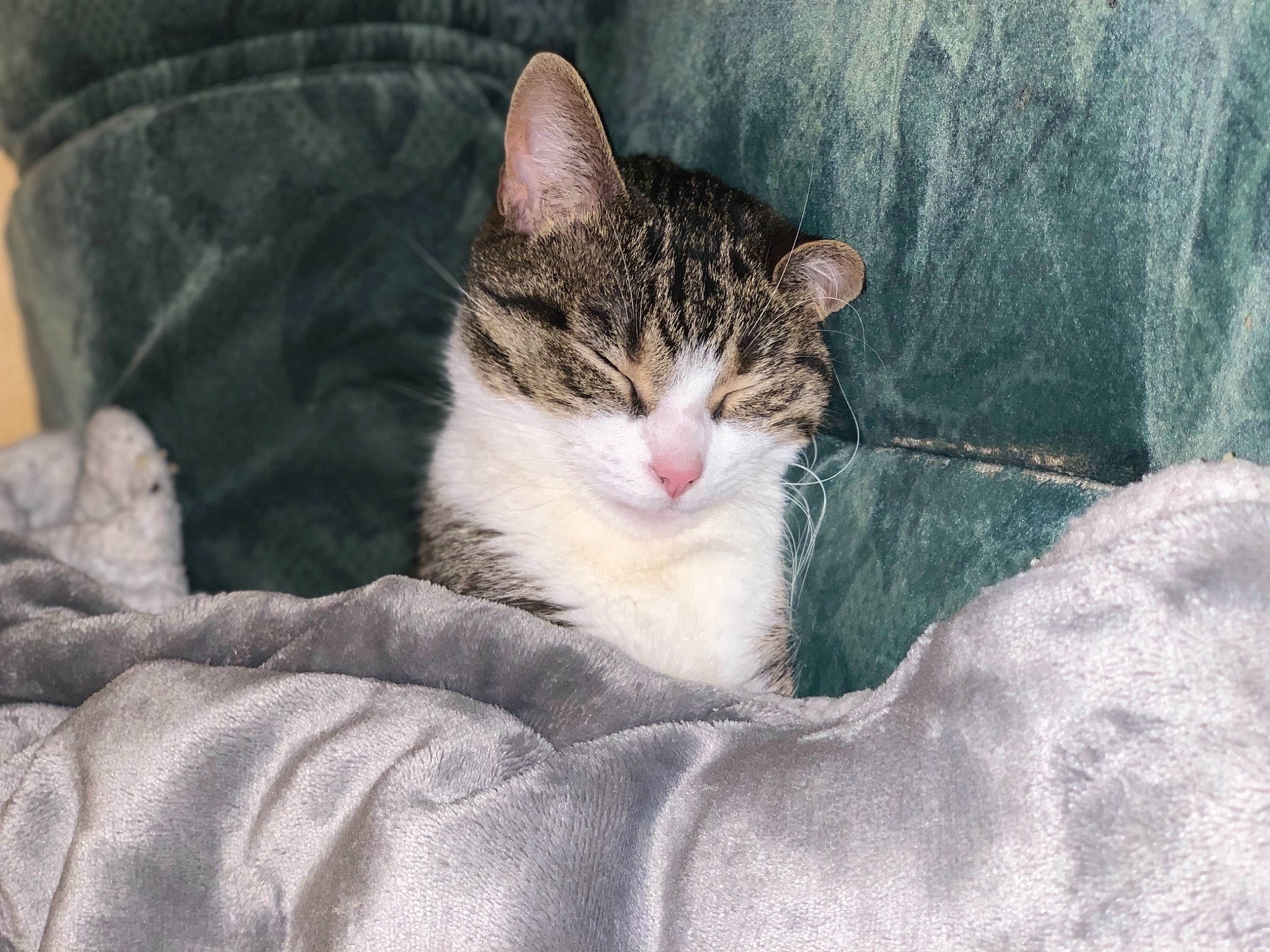 Niska a rejoint le concours — aidez-le/la à gagner de superbes lots ! carnivore, cat, claw, comfort, domestic_short_haired_cat, felidae, fur, nap, paw, sand, sitting, sleep, small_to_medium_sized_cats, snout, tail, tree, whiskers, wildlife, window