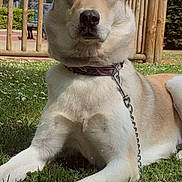 Nala participe au concours pour gagner de l'argent avec cette photo : dog, grass, collar, chain, outdoor, fence, sky, cloud, flower, pet, animal, canine, nature, leash, resting, daytime, park, wood, greenery, portrait