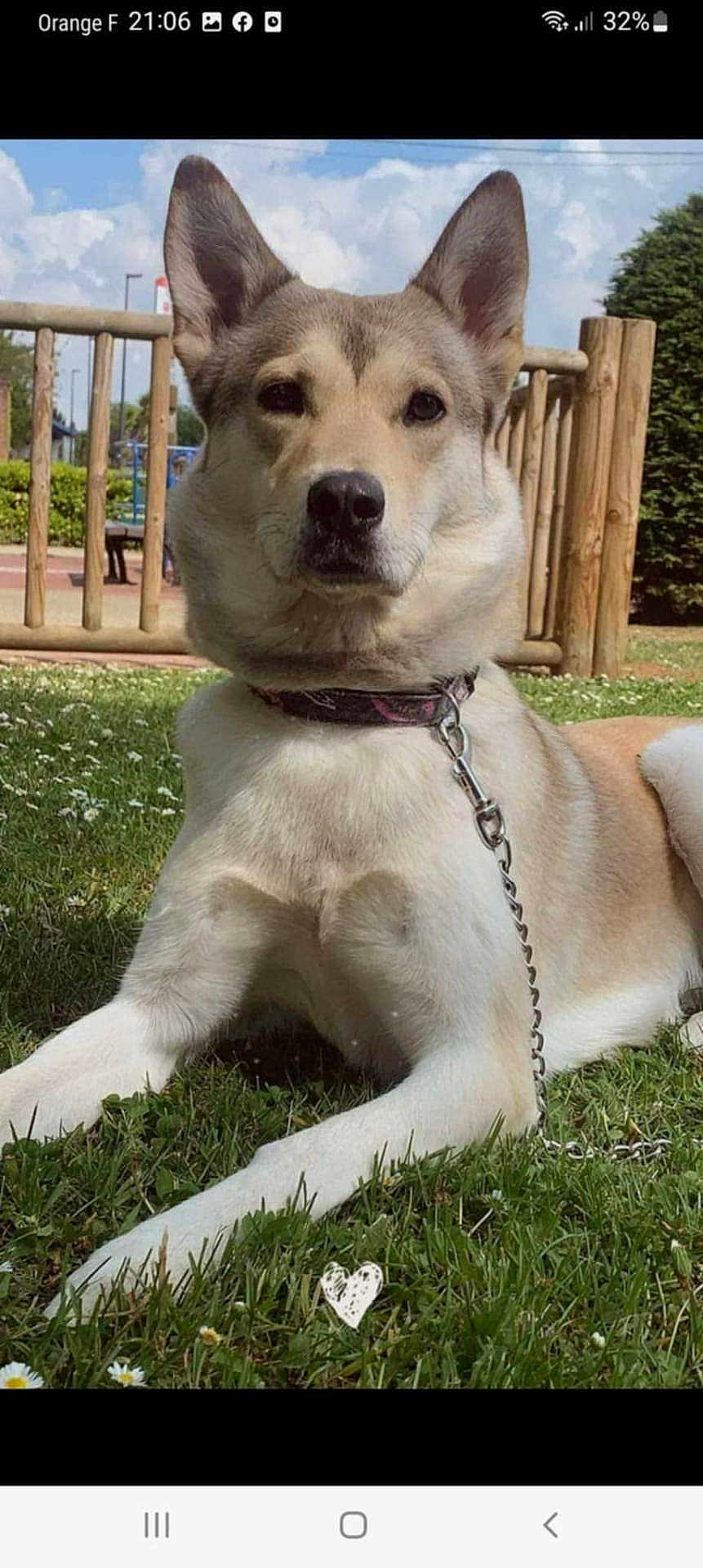 Nala participe au concours pour gagner de l'argent avec cette photo : dog, grass, collar, chain, outdoor, fence, sky, cloud, flower, pet, animal, canine, nature, leash, resting, daytime, park, wood, greenery, portrait