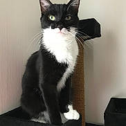 Batman a rejoint le concours — aidez-le/la à gagner de superbes lots ! animal, black_and_white, cat, cat_tree, cute, domestic_cat, ears, feline, fur, green_eyes, house_pet, indoor, looking, pet, platform, portrait, scratching_post, sitting, tuxedo_cat, whiskers