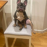 Hercules is registered to the contest to win money with this photo: dog, french_bulldog, pet, chair, seat, indoor, hardwood_floor, cute, big_ears, funny_expression, portrait, domestic, furniture, wall, table, paw, sitting, gaze, muzzle, white_chair