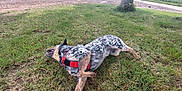 Valerian participe au concours pour gagner de l'argent avec cette photo : dog, grass, tree, outdoor, playful, animal, canine, nature, harness, rolling, spotted_coat, dirt_path, field, pet, summer, daylight, fun, happy, grass_field, relaxation