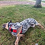 dog, grass, tree, outdoor, playful, animal, canine, nature, harness, rolling, spotted_coat, dirt_path, field, pet, summer, daylight, fun, happy, grass_field, relaxation