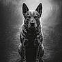 dog, animal, portrait, black_and_white, sitting, path, fog, intense_gaze, ears_up, outdoor, mystical, quiet, calm, serious, nature, wildlife, spot_pattern, canine, monochrome, focused