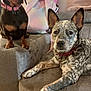 dog, indoor, couch, pet, animal, fur, collar, relaxed, brown, black, speckled, ears, paw, sofa, backpack, pillow, companion, alert, domestic, cute