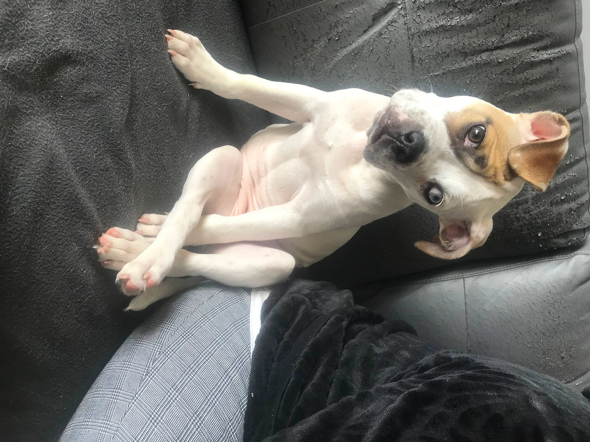 Twixe participe au concours pour gagner de l'argent avec cette photo : art, bone, canidae, carnivore, comfort, companion_dog, dog, dog_breed, ear, fawn, fur, jaw, linens, nap, paw, snout, sporting_group, toy_dog, whiskers, working_animal