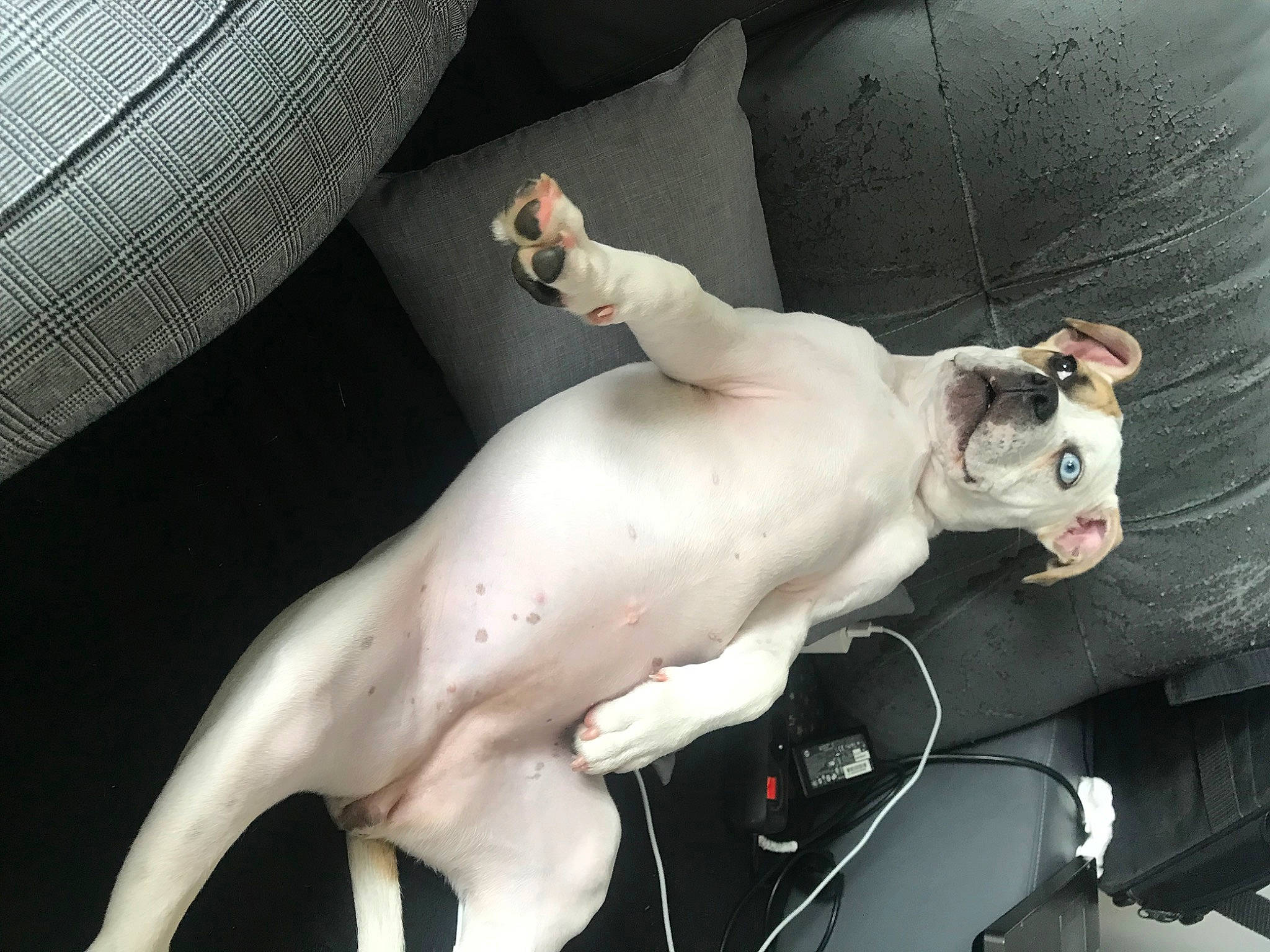 Twixe participe au concours pour gagner de l'argent avec cette photo : abdomen, barechested, canidae, carnivore, chest, collar, comfort, companion_dog, curtain, dog, dog_breed, dog_collar, elbow, fawn, non_sporting_group, snout, sporting_group, tail, trunk, working_animal