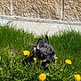 dog, puppy, french_bulldog, grass, dandelion, flower, stick, outdoor, nature, pet, playful, sunlight, greenery, small_dog, young_dog, animal, cute, garden, spring, background_wall