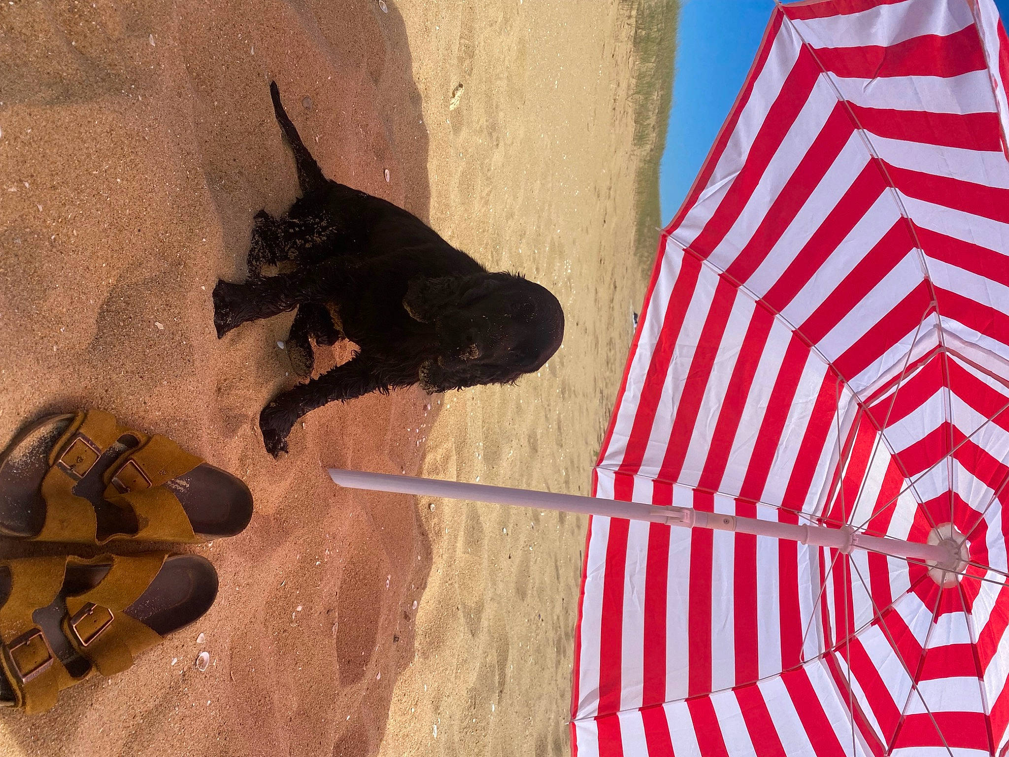 Marquise participe au concours pour gagner de l'argent avec cette photo : art, carmine, carnivore, design, dog, flag_day_usa, flag_of_the_united_states, flooring, foot, fun, landscape, pattern, recreation, sandal, shadow, tints_and_shades, visual_arts, wall, window, wood