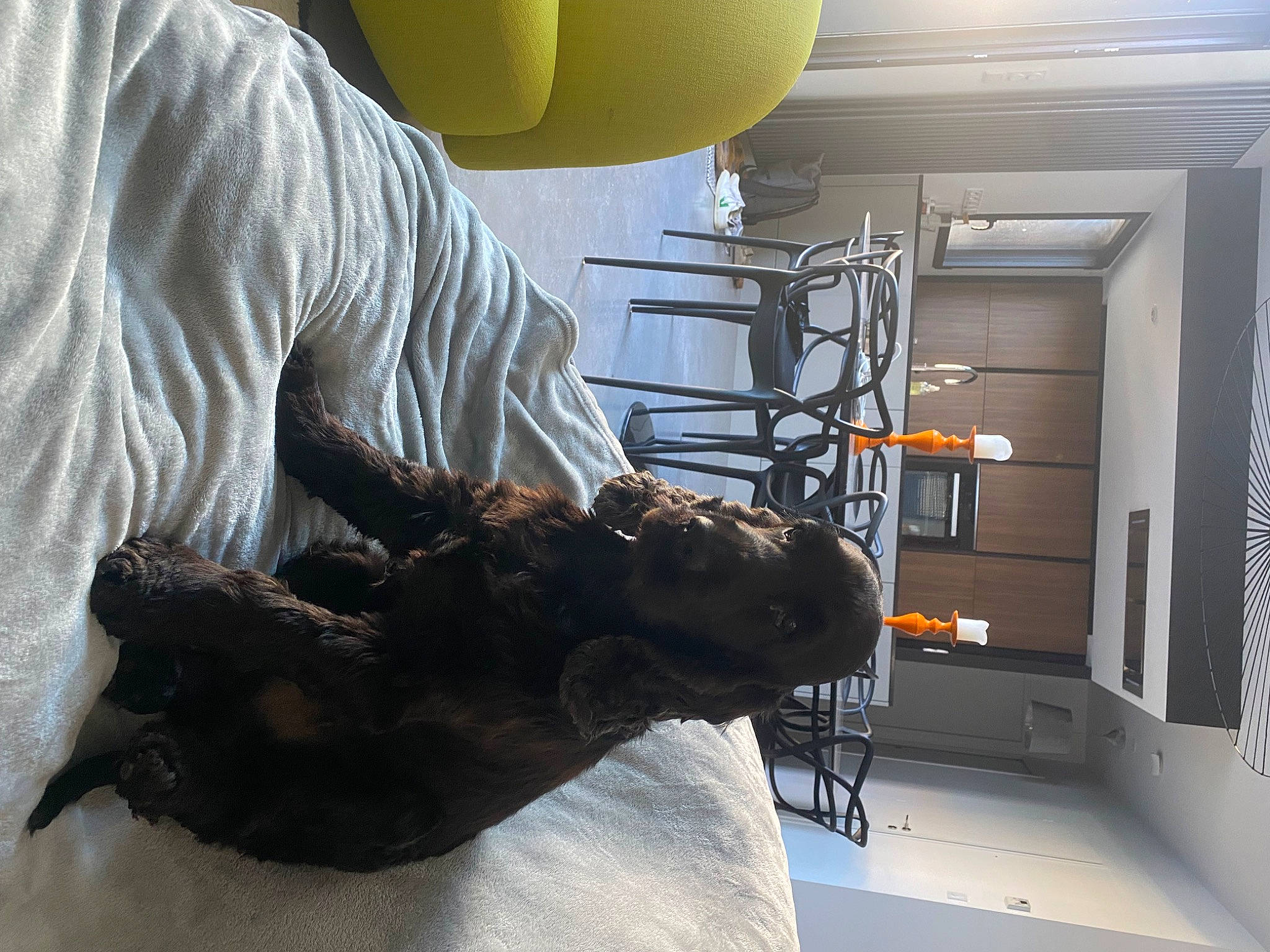 Marquise a rejoint le concours — aidez-le/la à gagner de superbes lots ! claw, engineering, fur, gas, hospital, jaw, job, machine, medical, medical_glove, metal, personal_protective_equipment, research, room, safety_glove, service, snout, surgical_instrument, veterinarian, workwear