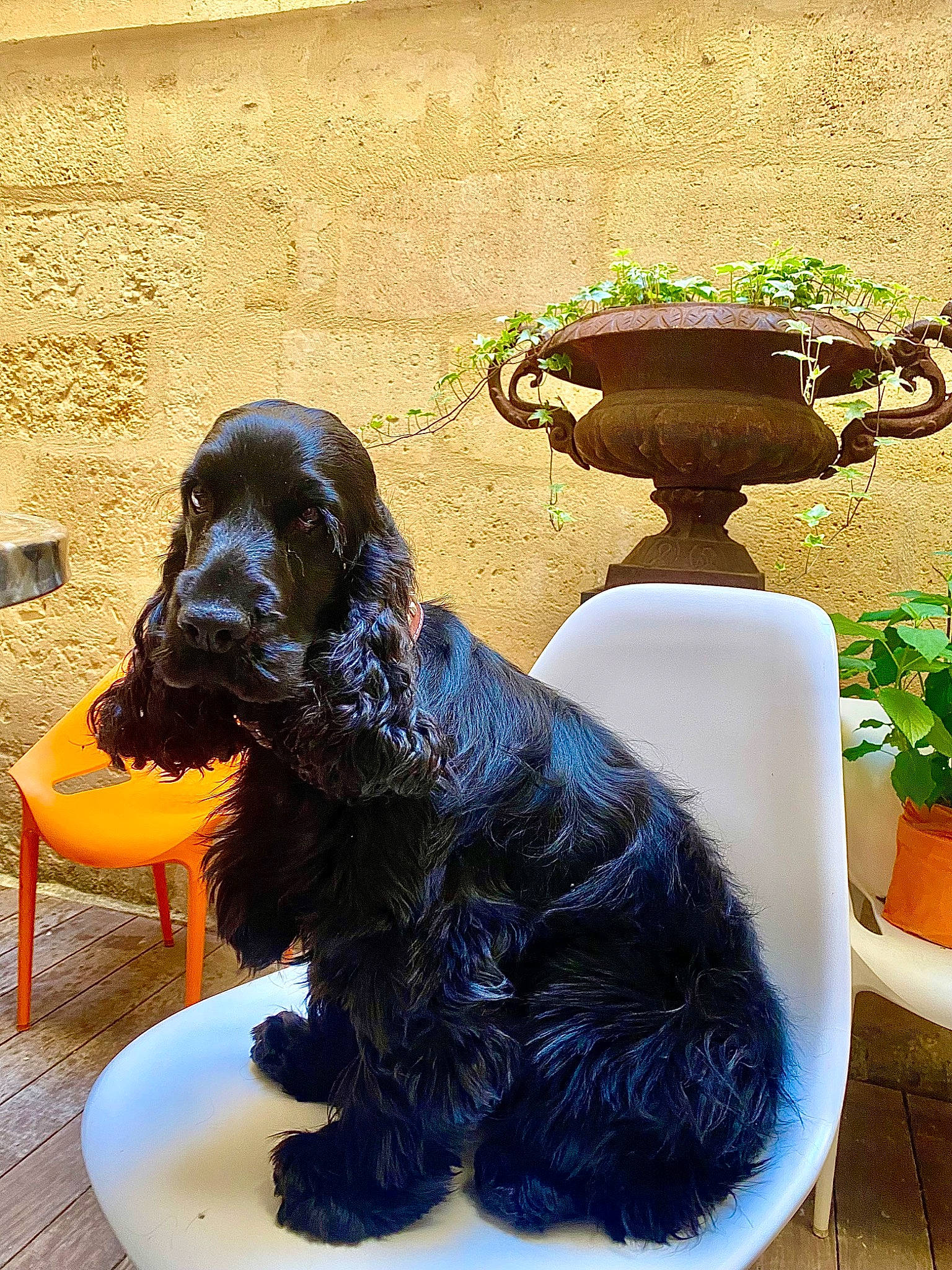 Marquise a rejoint le concours — aidez-le/la à gagner de superbes lots ! art, canidae, carnivore, companion_dog, dog, dog_breed, dog_collar, flowerpot, groundcover, gun_dog, houseplant, liver, metal, plant, sculpture, snout, sporting_group, statue, tail, working_animal