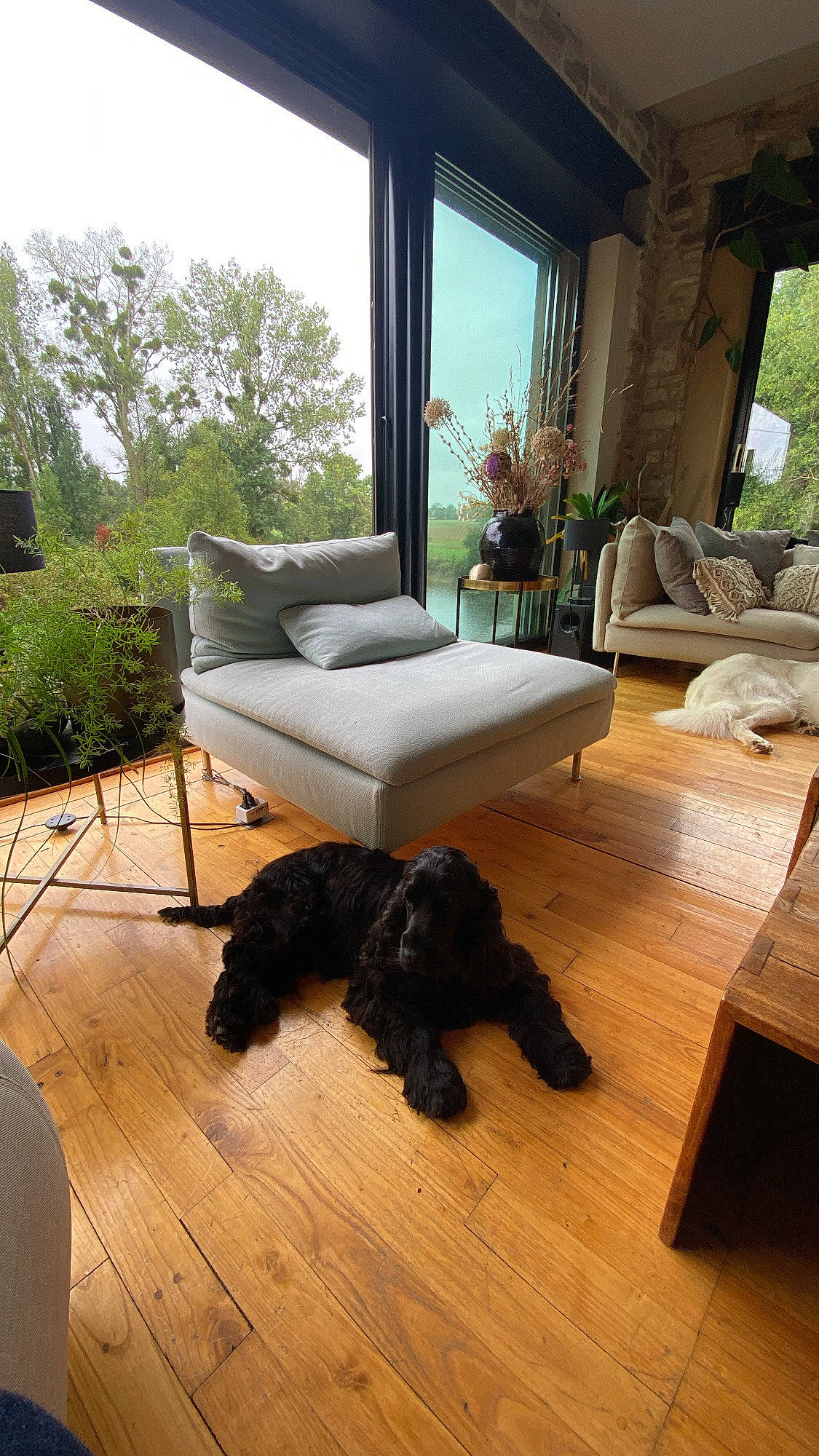 Marquise a rejoint le concours — aidez-le/la à gagner de superbes lots ! building, comfort, companion_dog, couch, dog, dog_breed, floor, flooring, hardwood, house, interior_design, laminate_flooring, living_room, plant, shade, studio_couch, table, tree, wood, wood_stain