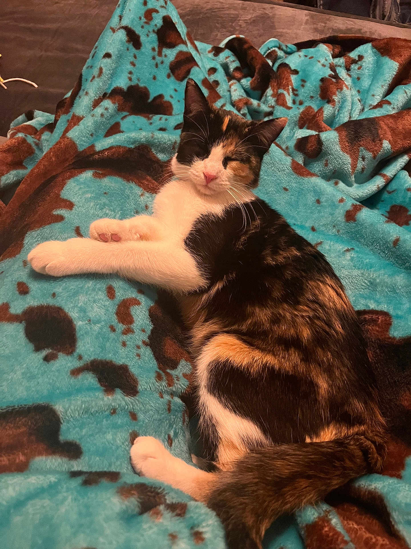 Stitches is registered to the contest to win money with this photo: animal, blanket, calico, cat, cozy, cute, domestic, feline, fur, indoor, mammal, patterned, paw, pet, relaxed, resting, sleeping, soft, tail, whiskers