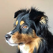 Sïa participe au concours pour gagner de l'argent avec cette photo : animal, black_fur, brown_eyes, calm, close_up, cute, dog, ears, fur, indoor, looking_away, mammal, pet, portrait, profile, snout, tan_fur, tricolor, whiskers, white_fur