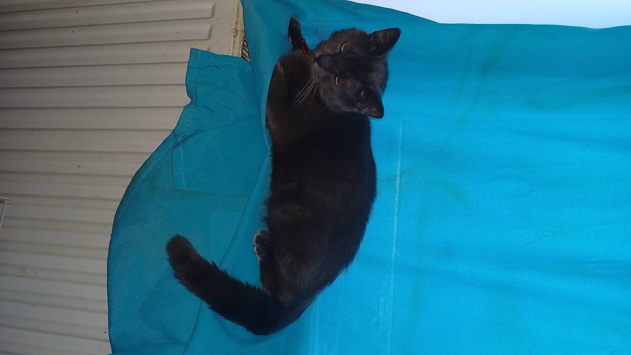 Peter a rejoint le concours — aidez-le/la à gagner de superbes lots ! aqua, azure, bombay, carnivore, cat, cat_supply, comfort, electric_blue, felidae, pet_supply, small_to_medium_sized_cats, tail, terrestrial_animal, tints_and_shades, whiskers