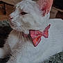 animal, blanket, bow_tie, cat, closeup, cozy, cute, domestic, ear, feline, fur, indoor, orange, pet, pink, profile, relaxed, soft_light, whiskers, white_cat