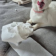 Ariel a rejoint le concours — aidez-le/la à gagner de superbes lots ! animal, blanket, cat, couch, cute, fabric, furniture, grey, household, indoor, mess, paw, pet, pink_collar, playful, shredded_paper, toilet_paper, tongue, white_cat, wood_floor