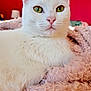 animal, cat, closeup, cozy, cute, domestic_cat, ears, feline, fluffy_blanket, fur, green_eyes, indoor, pet, pink_blanket, portrait, red_background, relaxed, soft_texture, whiskers, white_cat