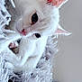 Ariel a rejoint le concours — aidez-le/la à gagner de superbes lots ! animal, blanket, close_up, cozy, cute, domestic_cat, ears, fur, furry, indoor, kitten, pet, pink_nose, portrait, relaxed, sleepy, soft_texture, whiskers, white_cat, young_cat
