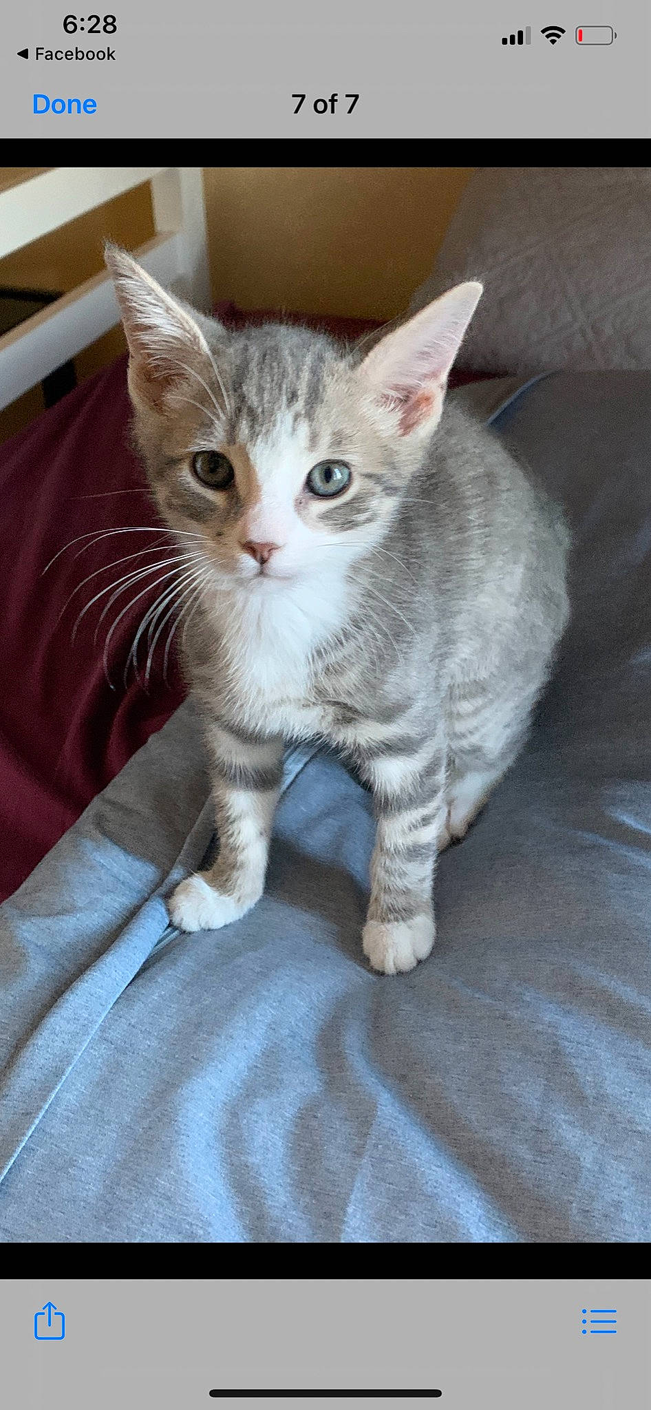 Grady is registered to the contest to win money with this photo: aegean_cat, american_shorthair, american_wirehair, arabian_mau, asian, australian_mist, carnivore, cat, domestic_short_haired_cat, dragon_li, european_shorthair, felidae, german_rex, kitten, mammal, ojos_azules, small_to_medium_sized_cats, tabby_cat, vertebrate, whiskers