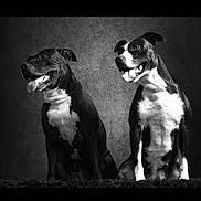 Ayka Et Safia participe au concours pour gagner de l'argent avec cette photo : dog, black_and_white, portrait, animal, pet, sitting, happy, tongue_out, studio, fur, companion, canine, two_dogs, indoors, texture, friendship, mammal, looking_away, background, photography