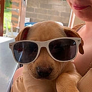 Arizona participe au concours pour gagner de l'argent avec cette photo : brick_wall, canine, casual, cute, dog, face, holding, light, love, outdoor, person, pet, puppy, shade, smiling, summer, sunglasses, umbrella, window, young