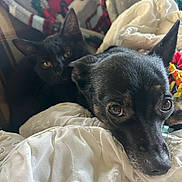 Chula joined the competition — help win amazing prizes! black_cat, black_dog, blanket, white_blanket, embroidery, holiday_theme, resting, curious, cozy, indoor, pet, animal, close_up, fur, ears, eyes, couch, soft_texture, companion, relaxing