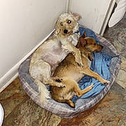 Snuggles N Scooby is registered to the contest to win money with this photo: animal, brown_dog, companion, cozy, cute, dog, domestic, floor, friendship, fur, home, indoor, paw, pet_bed, relaxation, resting, sleeping, snuggling, two_dogs, white_dog