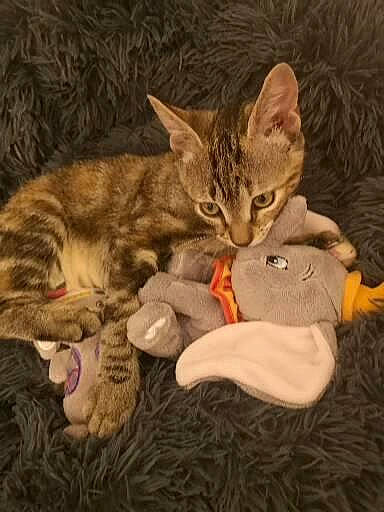 Tahiti participe au concours pour gagner de l'argent avec cette photo : art, carnivore, cat, child, claw, comfort, domestic_short_haired_cat, fawn, felidae, foot, fur, lap, mammal, paw, sitting, small_to_medium_sized_cats, tail, vertebrate, whiskers, wood