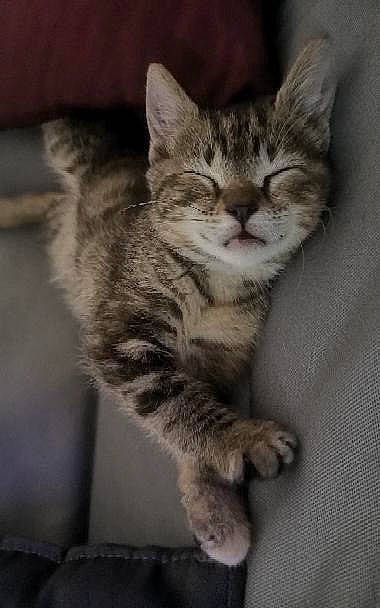 Tahiti a rejoint le concours — aidez-le/la à gagner de superbes lots ! carnivore, cat, claw, domestic_short_haired_cat, felidae, fur, grey, paw, small_to_medium_sized_cats, snout, tail, terrestrial_animal, whiskers