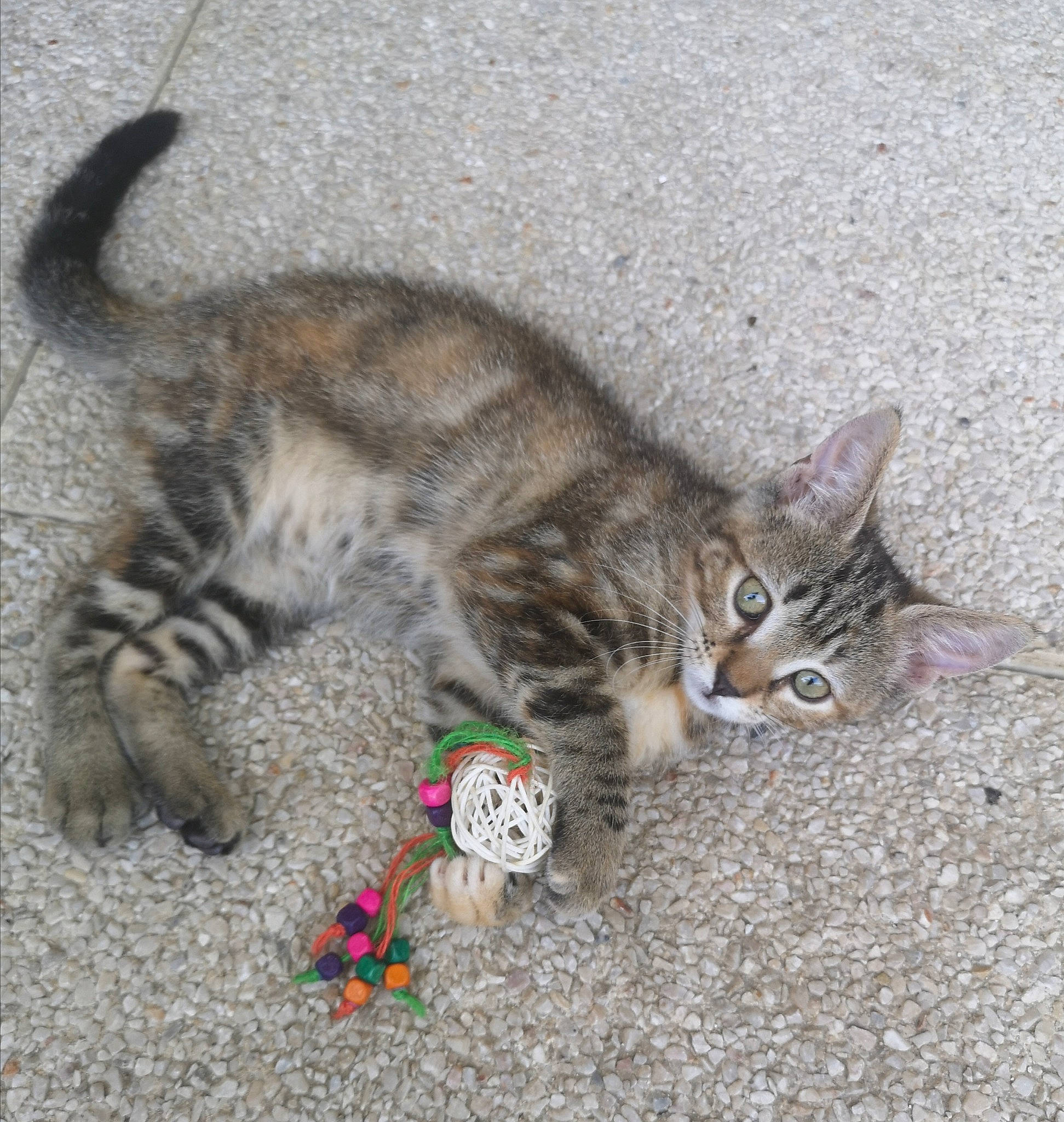 Tahiti a rejoint le concours — aidez-le/la à gagner de superbes lots ! carnivore, cat, cat_toy, claw, domestic_short_haired_cat, fawn, felidae, foot, fur, grass, nap, paw, sand, sleep, small_to_medium_sized_cats, snout, tail, terrestrial_animal, whiskers, wildlife