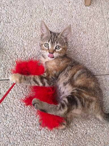 Tahiti participe au concours pour gagner de l'argent avec cette photo : carnivore, cat, cat_toy, claw, domestic_short_haired_cat, event, felidae, fur, paw, sitting, small_to_medium_sized_cats, snout, tail, terrestrial_animal, whiskers