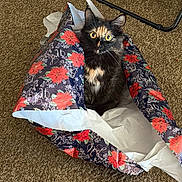 Phoenix joined the competition — help win amazing prizes! cat, tortoiseshell_cat, wrapping_paper, gift_bag, carpet, indoor, pet, animal, feline, curious, cozy, sitting, wide_eyes, holiday, festive, decor, household, chair_leg, green_ball, playful