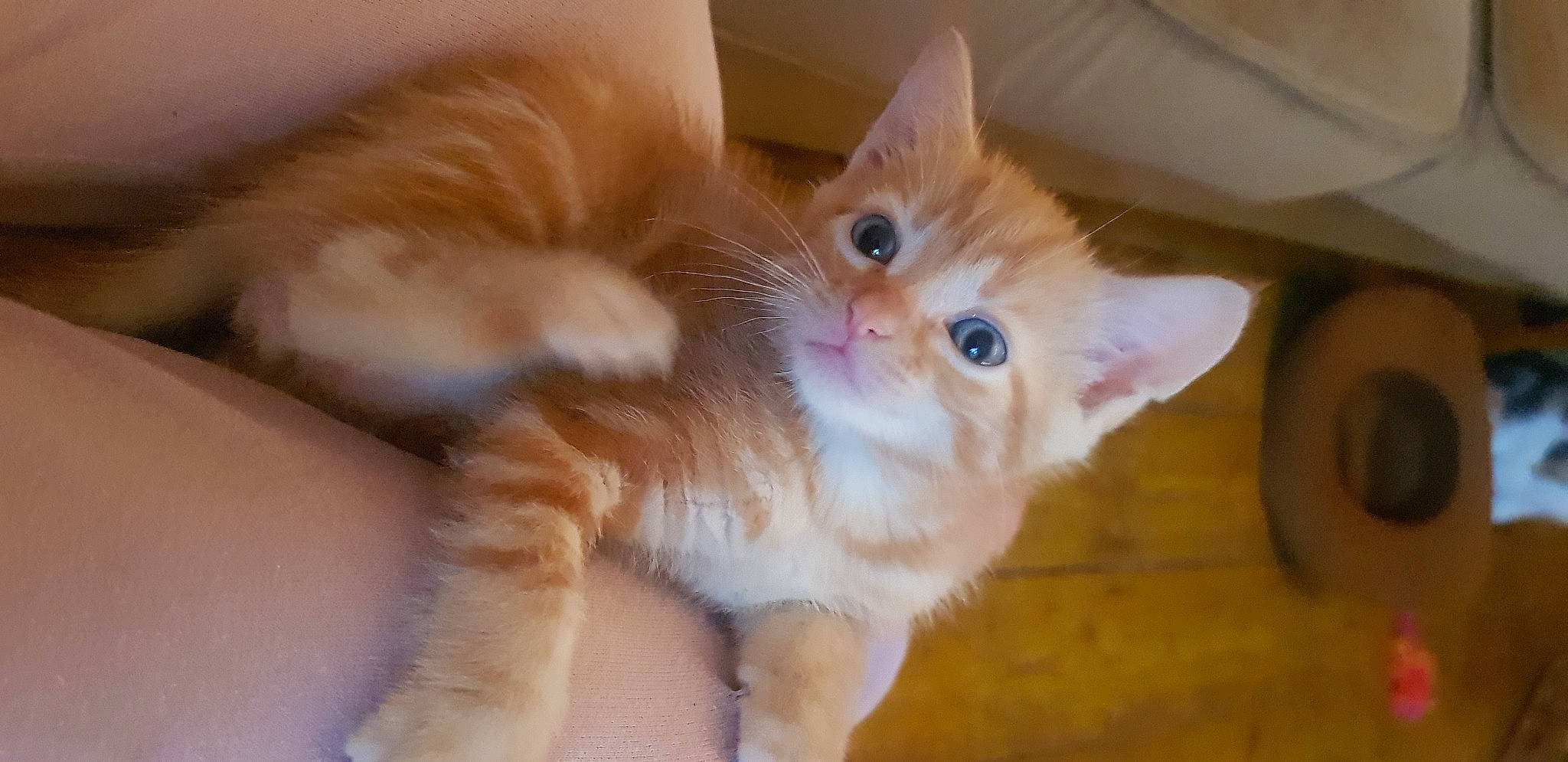 Tommy is registered to the contest to win money with this photo: carnivore, cat, claw, domestic_short_haired_cat, fawn, felidae, flooring, fur, hardwood, paw, small_to_medium_sized_cats, tail, whiskers, wood