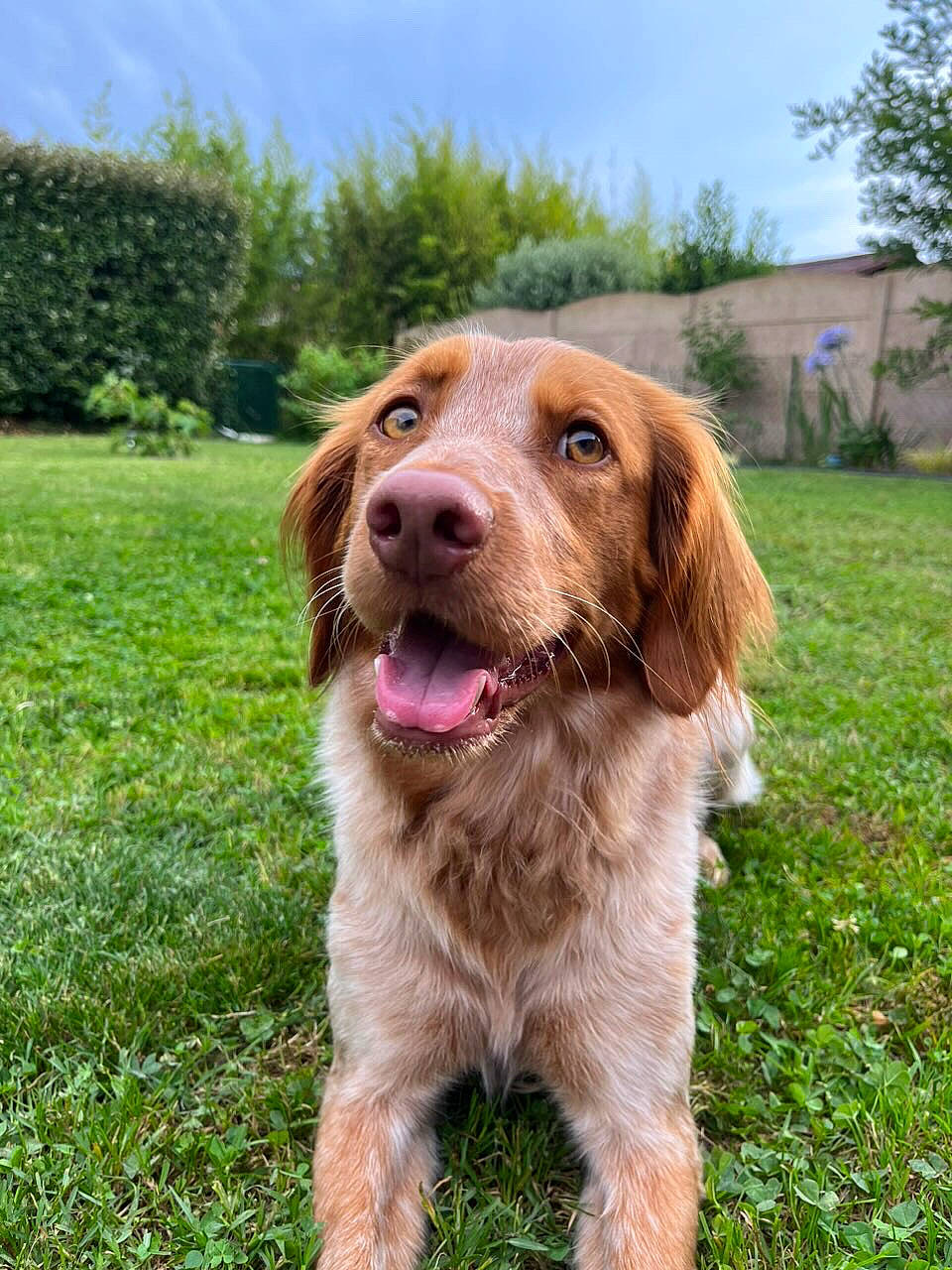 Anna a rejoint le concours — aidez-le/la à gagner de superbes lots ! brittany, canidae, carnivore, companion_dog, dog, dog_breed, grass, gun_dog, hunting_dog, liver, plant, pointing_breed, retriever, sky, snout, spaniel, sporting_group, tree, window, working_dog
